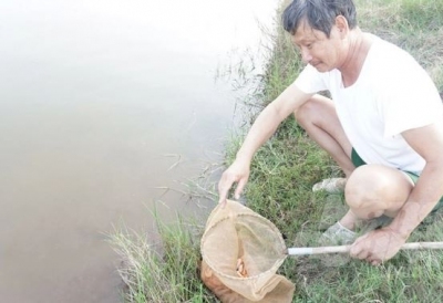 Hải Phòng: Hàng trăm hecta nuôi tôm bị dịch bệnh