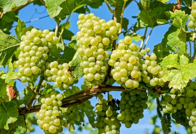 6 nhóm cây trồng thích hợp cho phân bón hữu cơ Trường Sinh